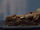 Pecan pie