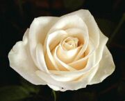 White rose