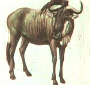 Wildebeest