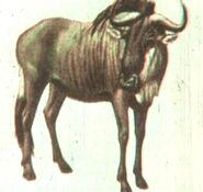 Wildebeest illustration