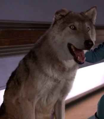 Buck (wolf) Memory Alpha Fandom