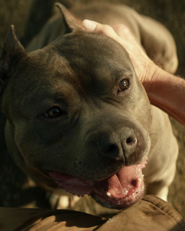 number one dog memory alpha fandom