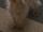 Canine