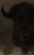 Buffalo-like mounted head
