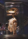 Gorn skeleton.jpg