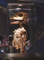 Gorn skeleton