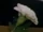Carnation.jpg