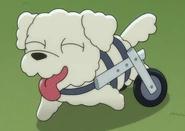 Dog wheelchair.png (192 KB) A dog in a wheelchair