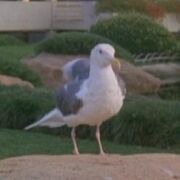 Seagull