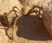 Spinne auf einem Planeten in einer Subraumtasche