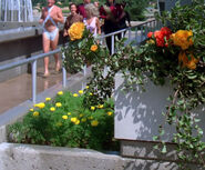 Plants with colored flowers