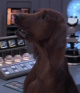 Beverly dog.jpg (21 KB) Beverly Crusher as an Irish Setter