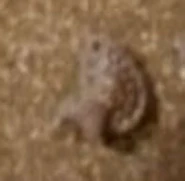 Survived a mortal wound medal, 2260s.jpg (5 KB) The medal in the 2260s