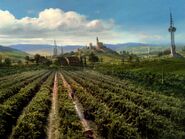 The vineyard in 2367