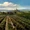 Vineyard
