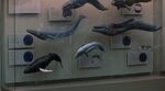 Cetaceans