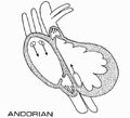 Andorian heart diagram