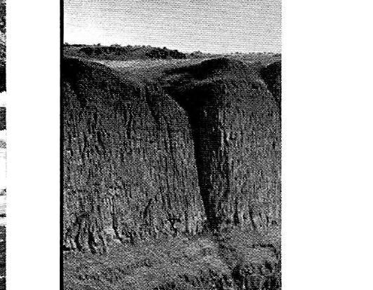 Vulcan's surface.jpg