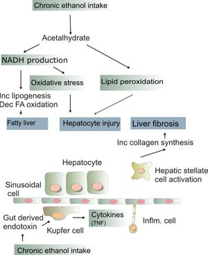 0803 Alkocirrhosis patogen01-0