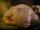 Blobfish