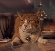 Orion the cat.jpg