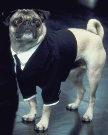 Frank The Pug Men In Black Wiki Fandom