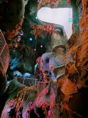 Numina looking up