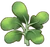 WatermelonPlant03