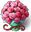 Roses Level 6