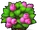 Hopeberry Bush