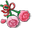 Roses Level 2