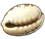 Shells02