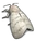 Moth (III)