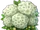 Peony Flower