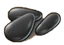 WatermelonPlant01