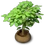 Planted Bush05