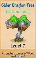 Elder Dragon Tree