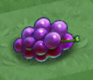 Grapes