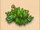 Grass Tuft
