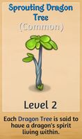Sprouting Dragon Tree