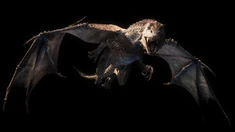 Kilgharrah in The Last Dragonlord