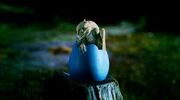 Aithusa hatching.jpg