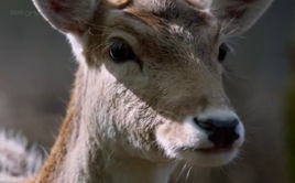 Mrs. Deer
