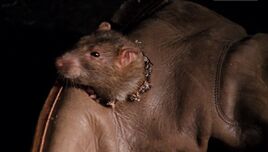 1.11 Rat in Boot
