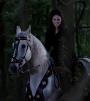 Morgana horse