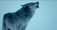 Magic wolf howling