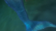 Siren's Tail