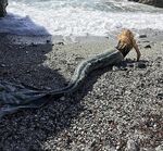 Luna Wedler Beach Scene