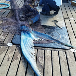 Mermaid down deals