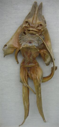 Jenny Haniver.jpg